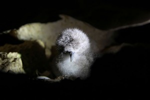 Yelkovan Yavrusu Fotoğraf: Benjamin Metzger - LIFE+ Malta Seabird Project