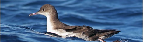 An Observation of Rafting Yelkouan Shearwaters in the Bosporus